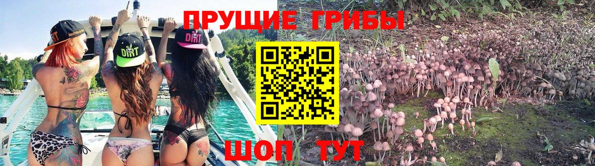 Псилоцибиновые грибы Psilocybine cubensis Саяногорск